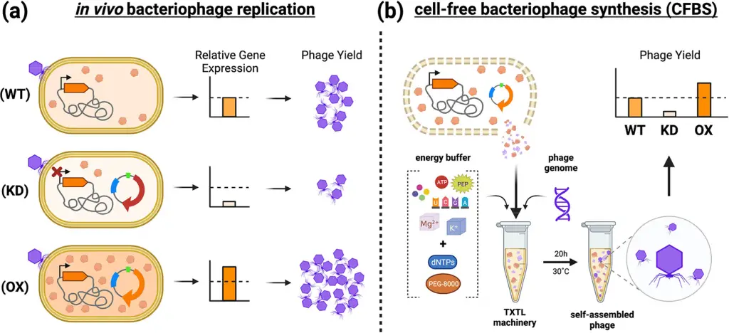 In vivo bacteriophage replication and cell free bacteriophage synthesis CFBS
