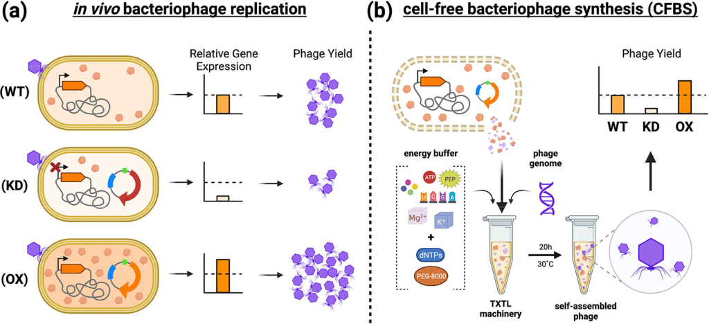 In vivo bacteriophage replication and cell free bacteriophage synthesis CFBS