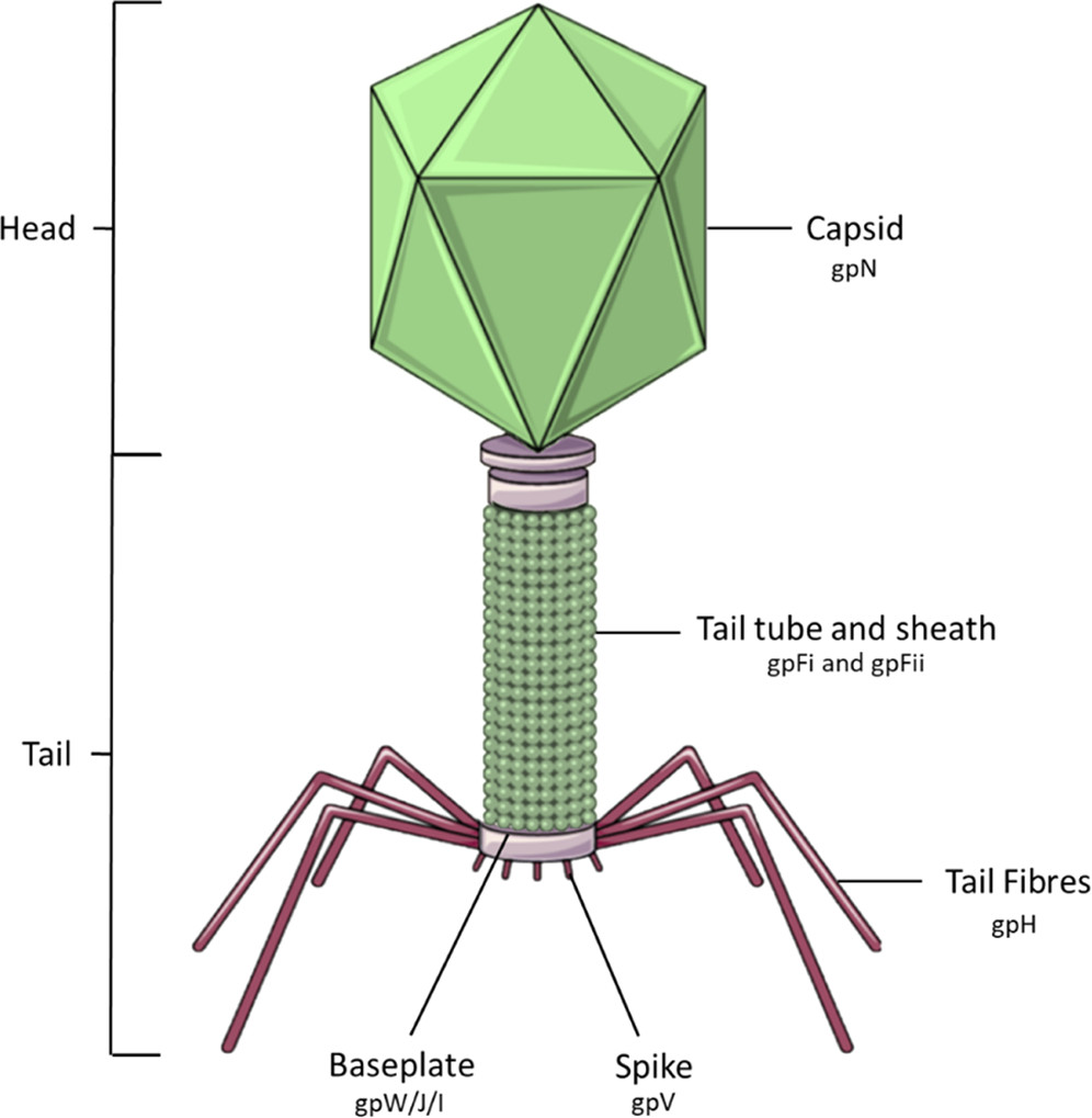 a well labelled diagram of T shaped bacteriophage