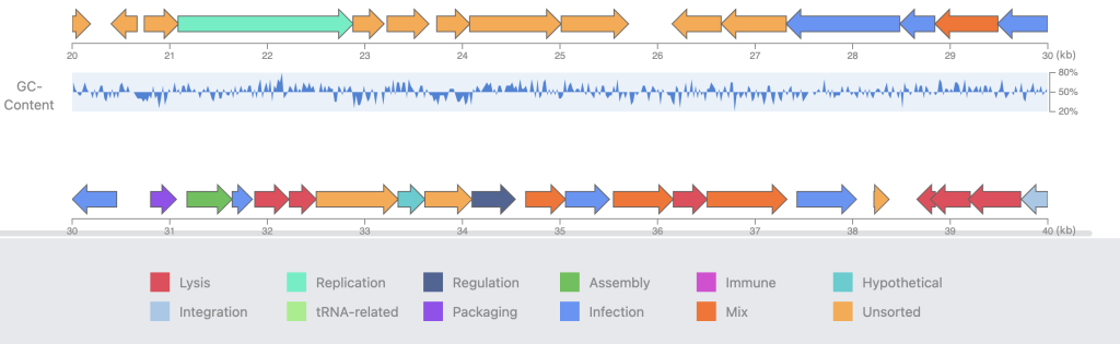 A snapshot of linearized genome annotation on PhageScope