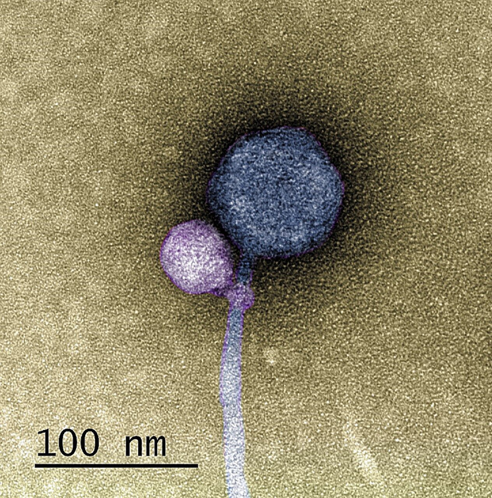 a virus attaching to another virus