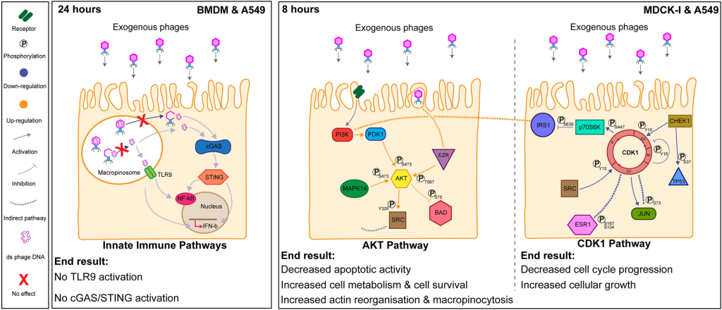 An overview of the impact of external phages on cellular pathways