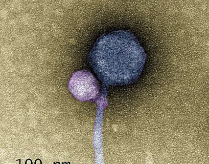 a virus attaching to another virus