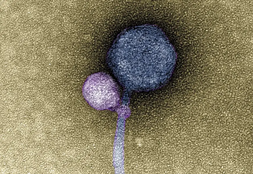 a virus attaching to another virus