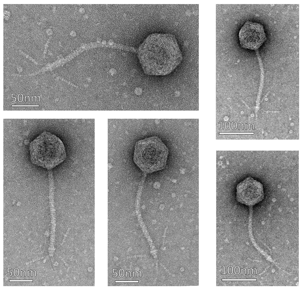 The BF23 bacteriophage virions