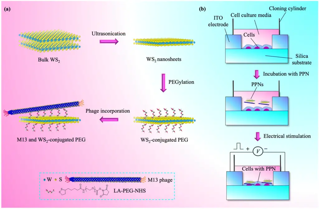 Specific Phage-based Digital Biomolecular Sensor for Breast Cancer