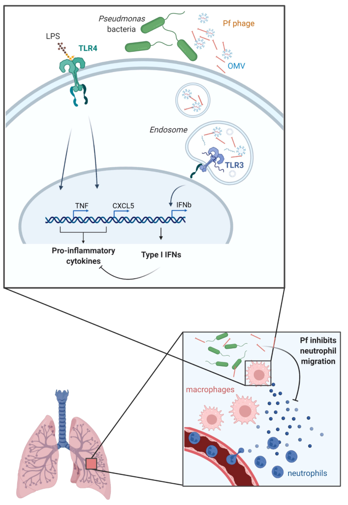 Graphical Abstract extracted from the original published study Visualizing the Impact of OMVPf4 Complexes on Immune Response Modification As Pf4 exits its P aeruginosa host it pairs with outer membrane vesicles OMVs Once internalized by lung resident immune cells like macrophages the complex protects hairpin structured RNA triggering Toll like receptor 3 TLR3 activation TLR3 signalling induces type I interferon production suppressing pro inflammatory cytokines including key neutrophil chemoattractants like CXCL1 and CXCL5 This orchestrated immune modulation impedes neutrophil migration to the P aeruginosa infection site facilitating bacterial persistence Our graphical abstract provides a concise visual narrative of the intricate interplay between Pf4 OMVs and the immune system in shaping the response to bacterial stimulation