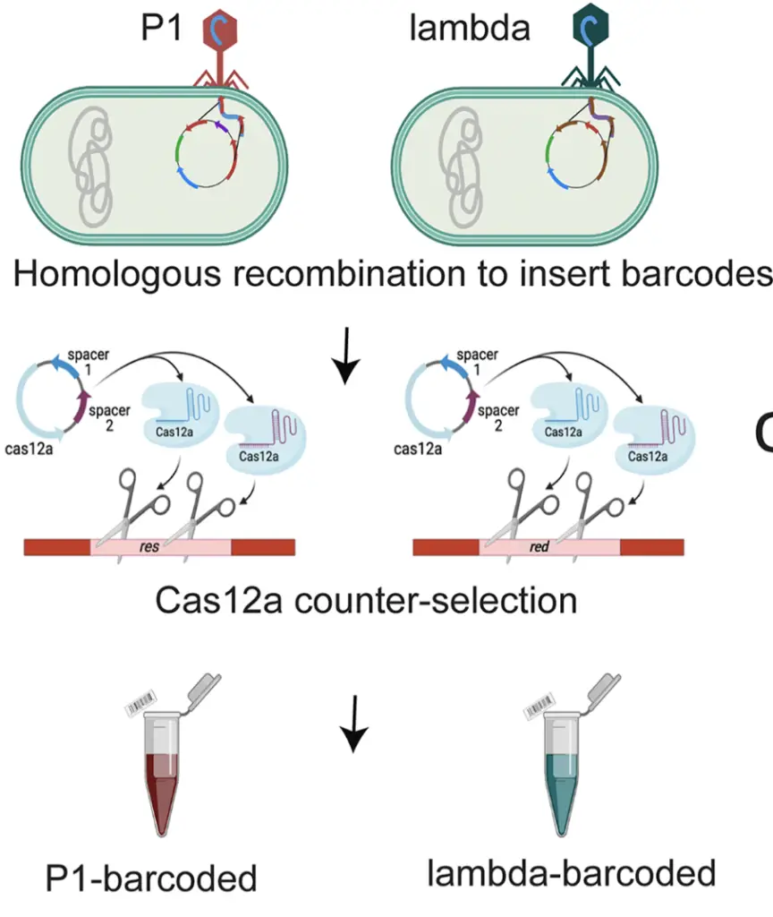 Illustration of Phage Engineering method used in to perform barcoding