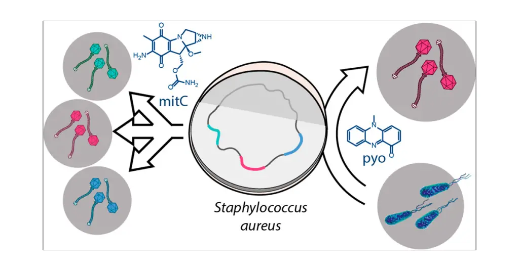 Phage induction by using mitomycin C