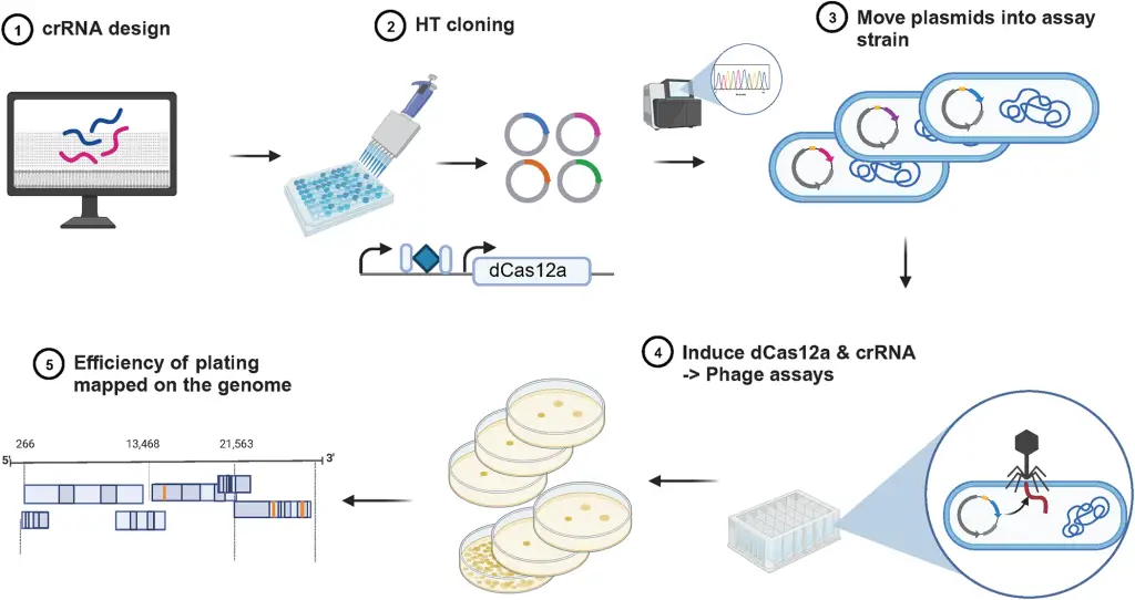 Schematic of steps involved in the arrayed CRISPRi knockdown experiments to assess gene essentiality in phage infectivity cycle.