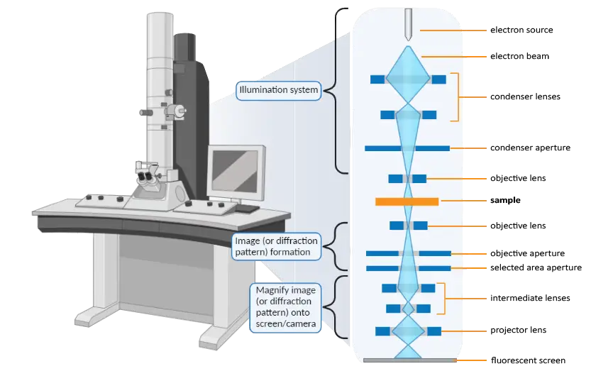 Components of Transmission Electron Microscope with labels