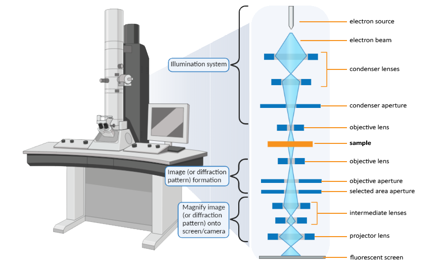 Components of Transmission Electron Microscope with labels