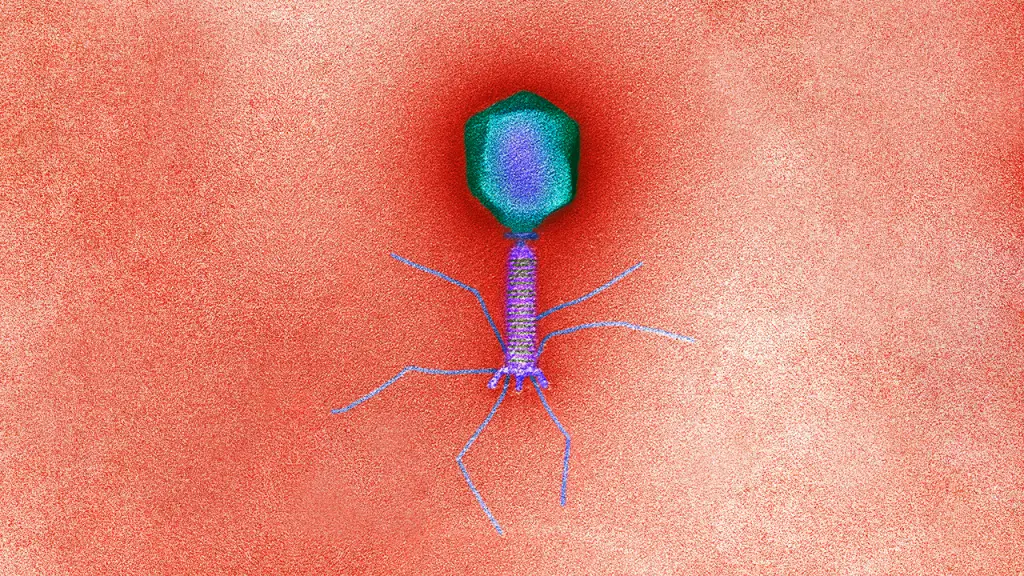 Are Bacteriophage and other viruses extraterrestrials