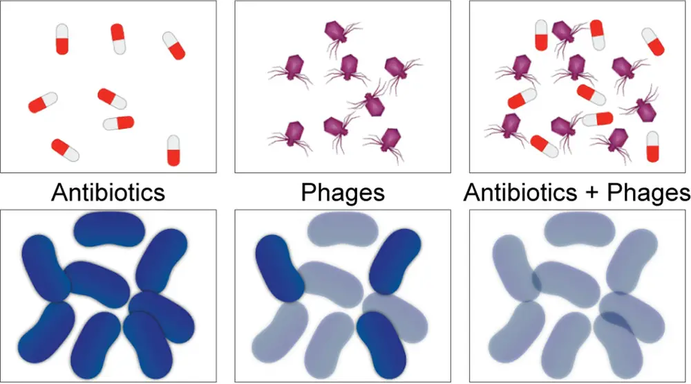 Phage therapy vs antibiotics