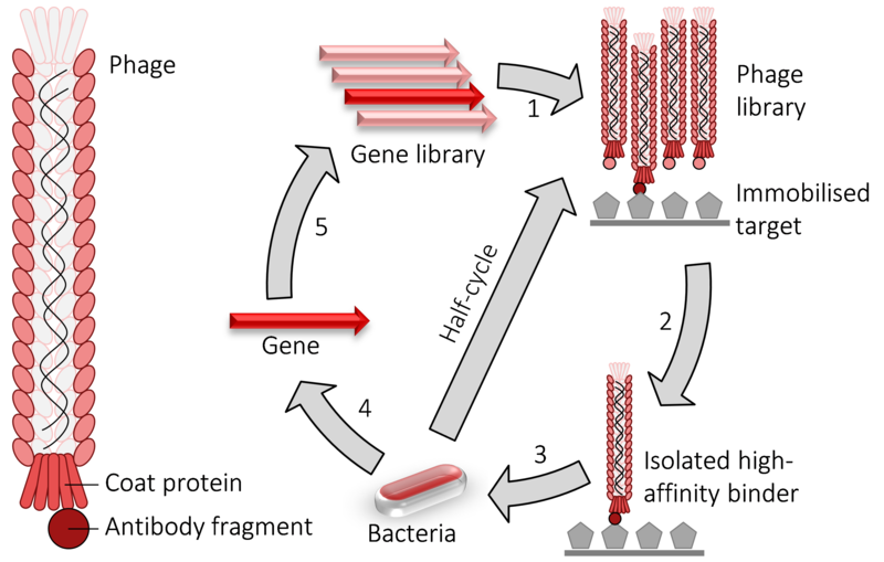 Phage display process