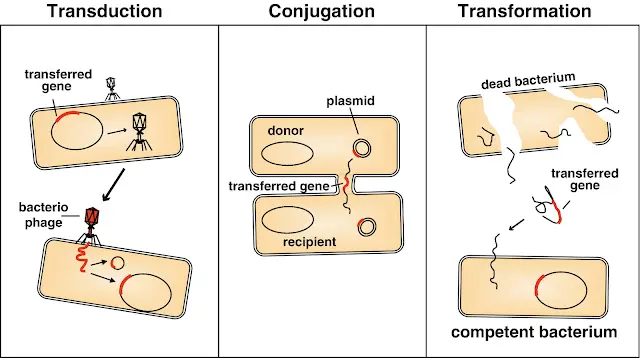 DNA transfer by Transduction Aided by phages conjugation and transformation