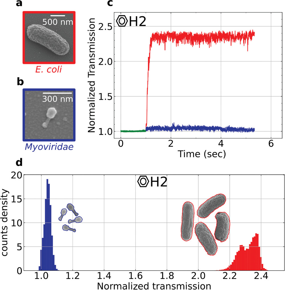 Illustration of the transmission properties during optical trapping of bacteria and phages utilizing the H2 hollow PhC cavity