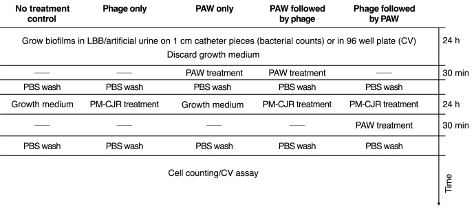 Figure2 | The Phage Experimental design table for the investigation of the effect of combinatorial treatments with PAW and phage on P mirabilis biofilms