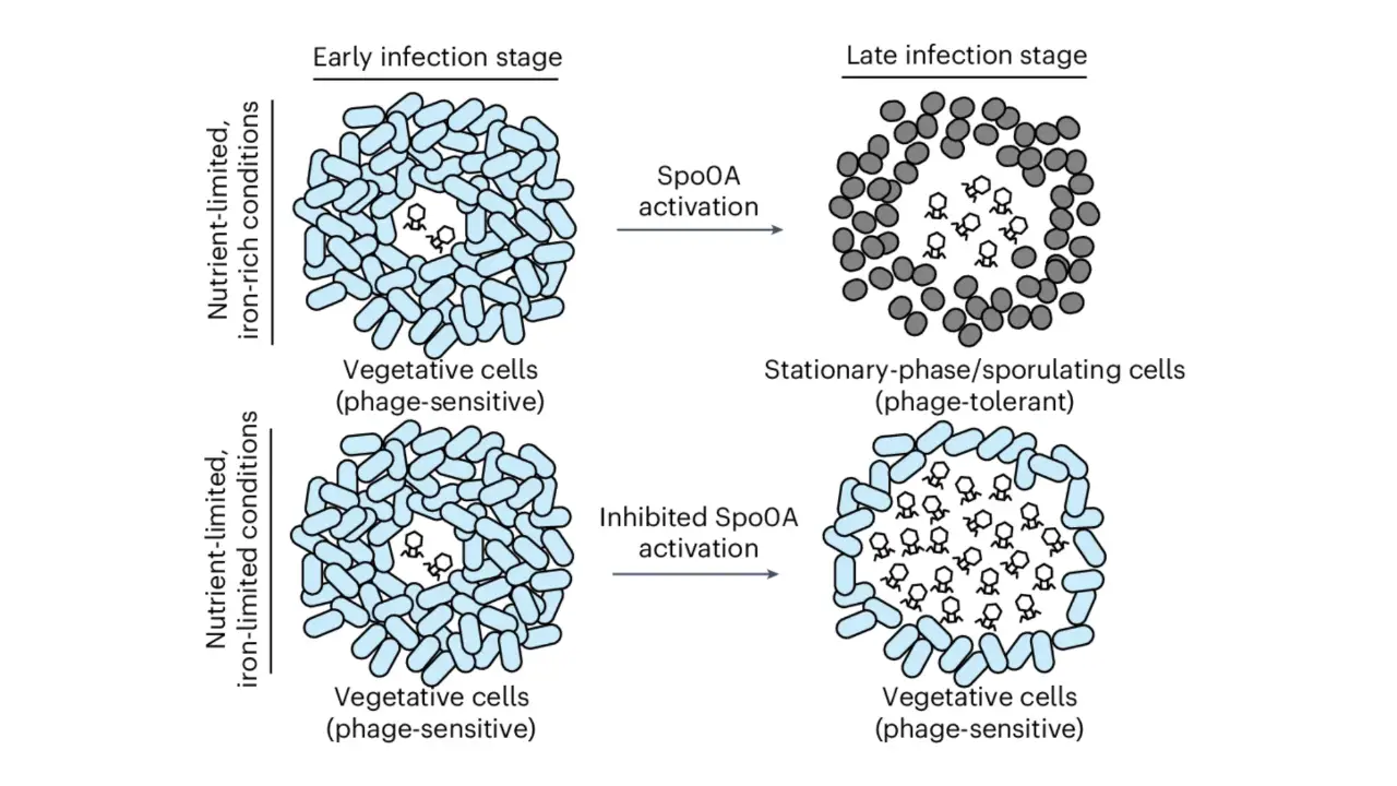 Schematic model for iron sequestration induced promotion of phage infection