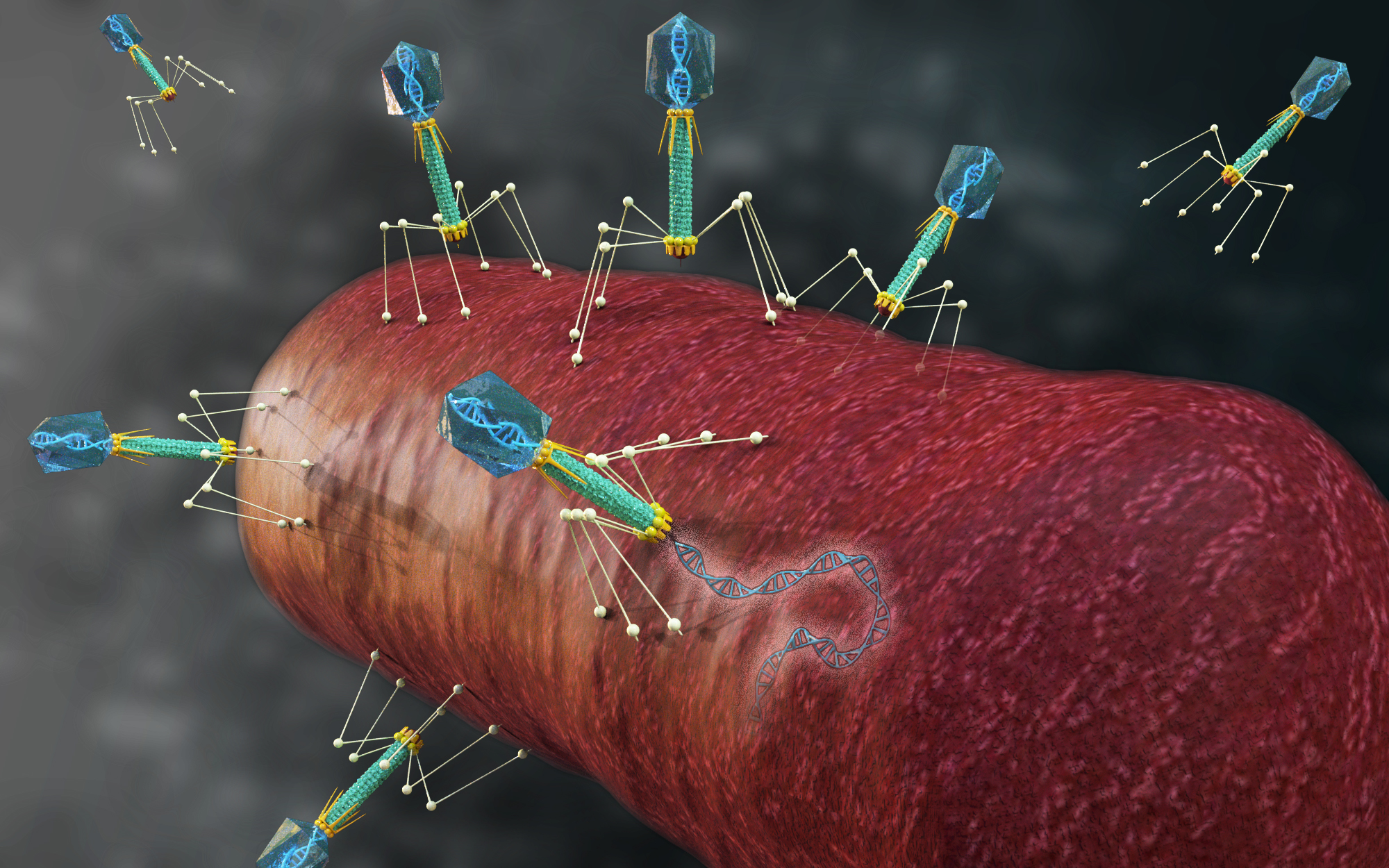 bacteriophage