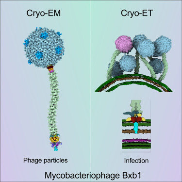 Mycobacteriophage Bxb1