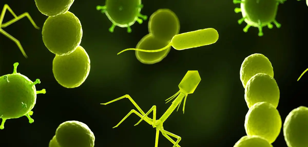 Bacteria and Phages
