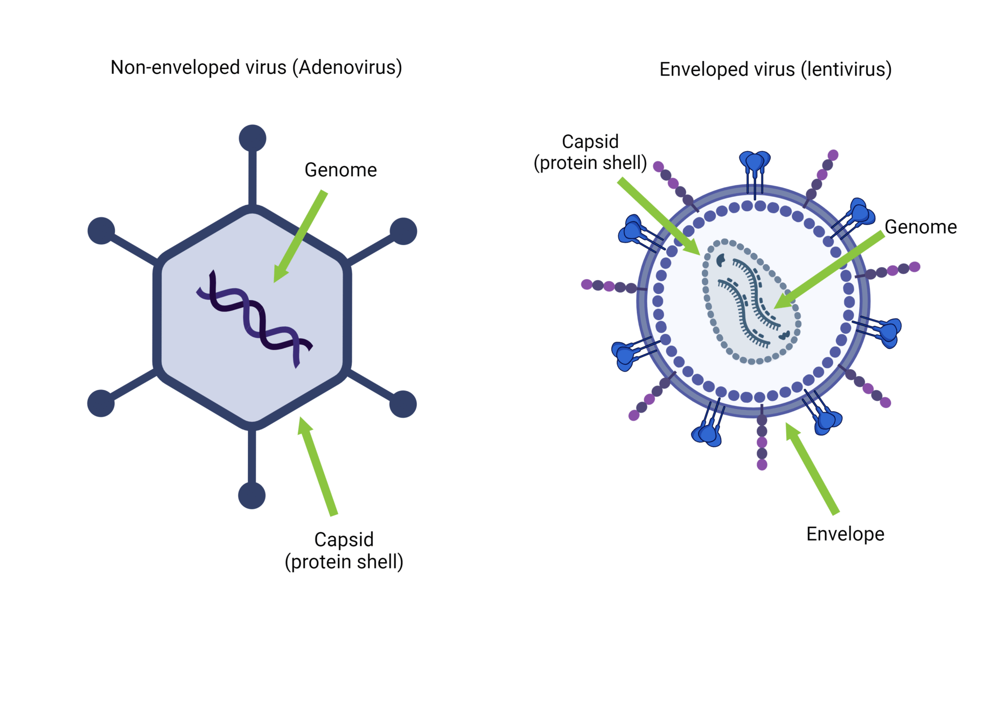Enveloped vs Non-Enveloped Viruses: Key Differences, Structure & Examples