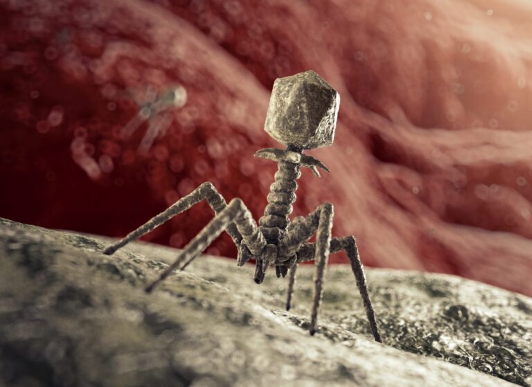 Bacteriophage