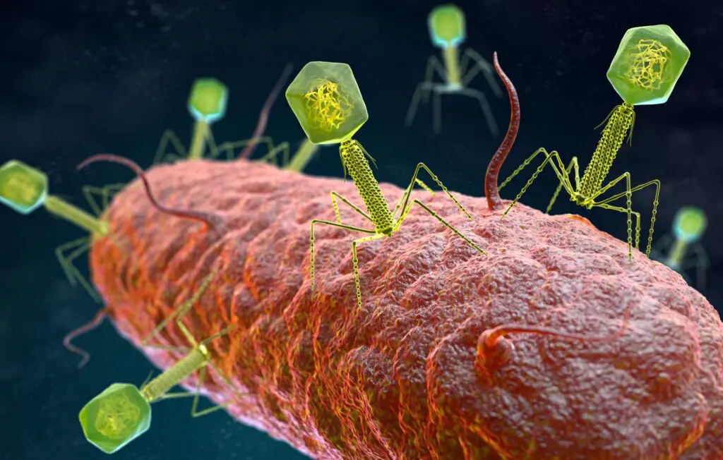 phage therapy