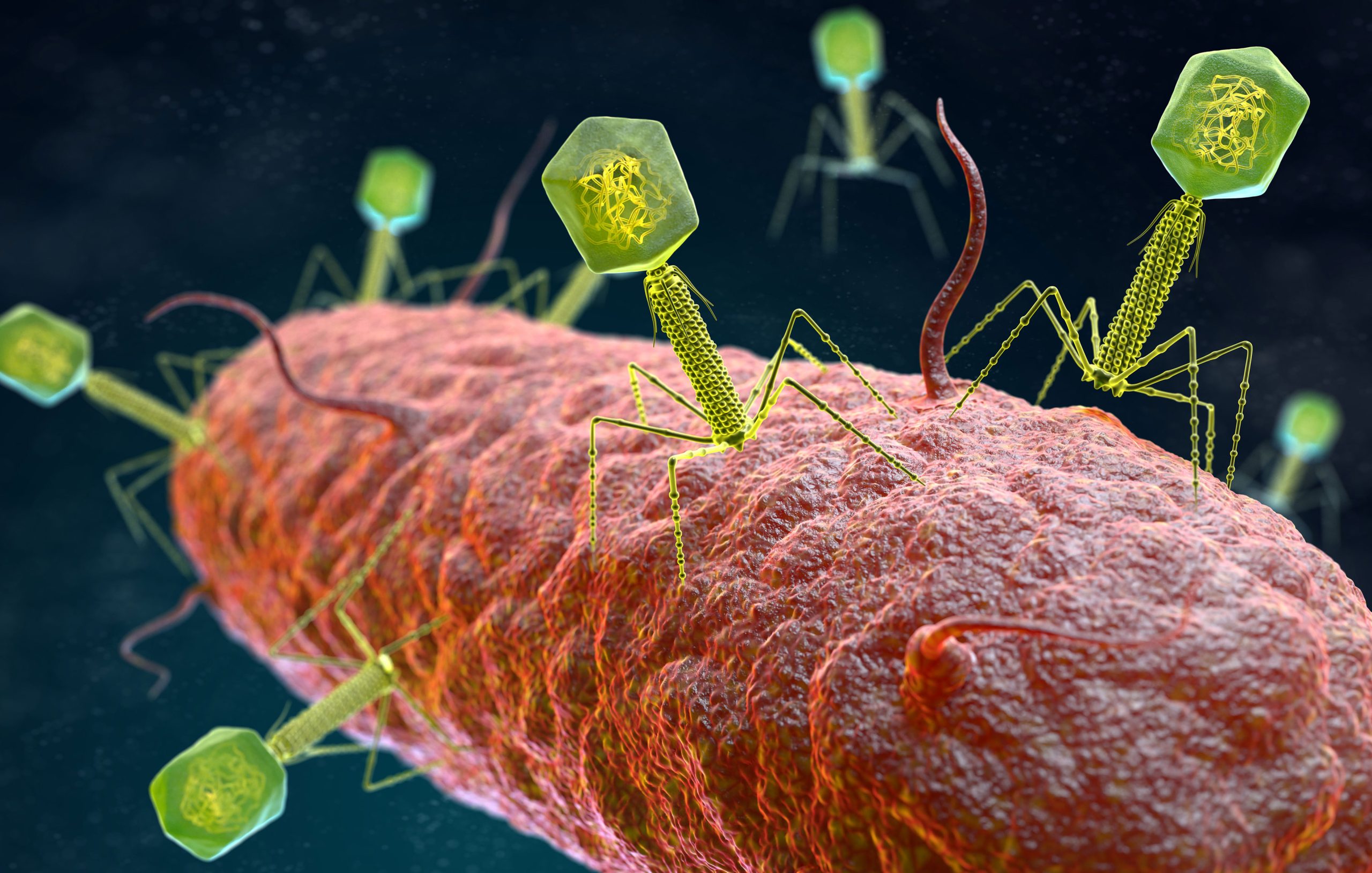 phage therapy