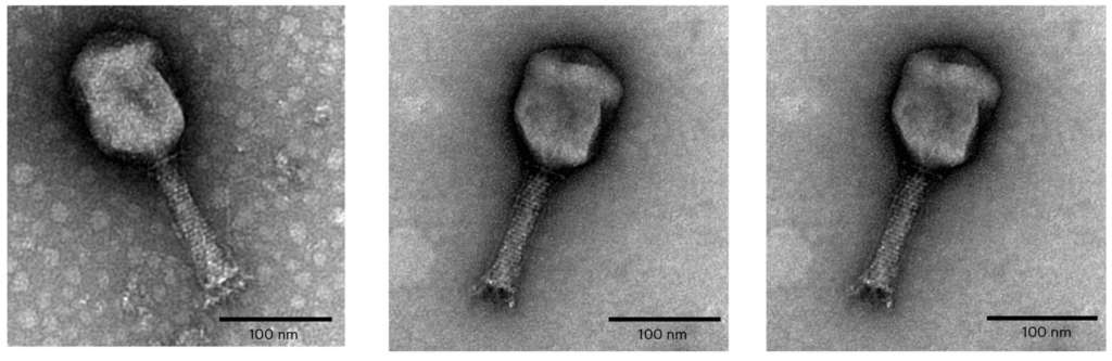 Transmission electron microscopy TEM images of the three phages used in the study to design of a hospital specific phage cocktail to treat Enterobacter cloacae complex infections