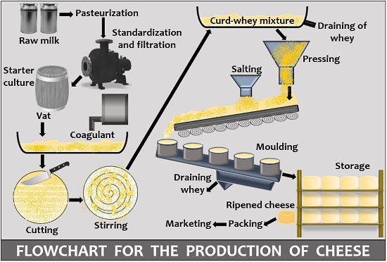 Cheese making process affected with bacteriophages