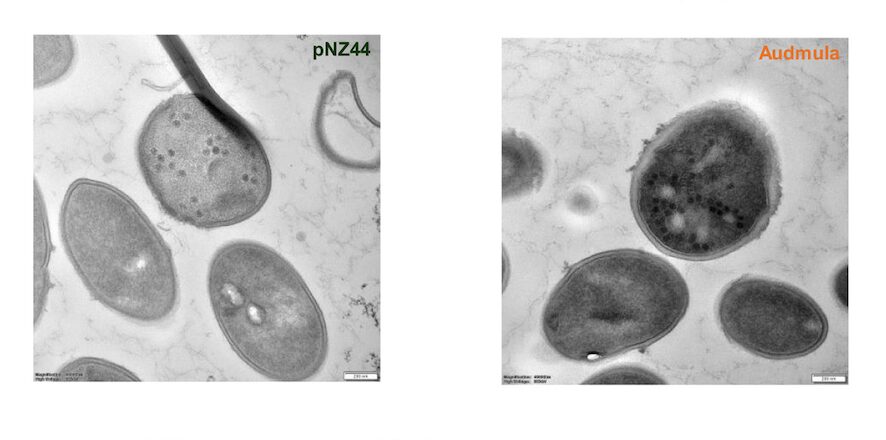 Cell wall thickness and phage visualization in the presence of Audmula and proposed mode of action