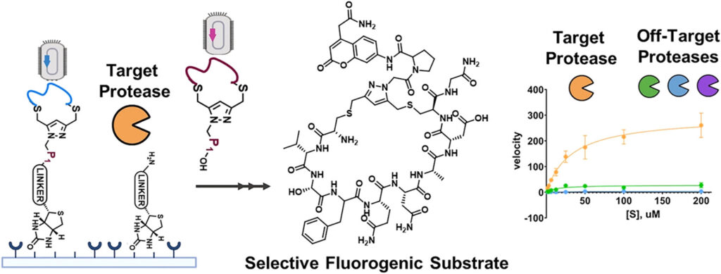 Graphical abstract on how phages can be used in detecting substrates that may diagnose cancer and other diseases