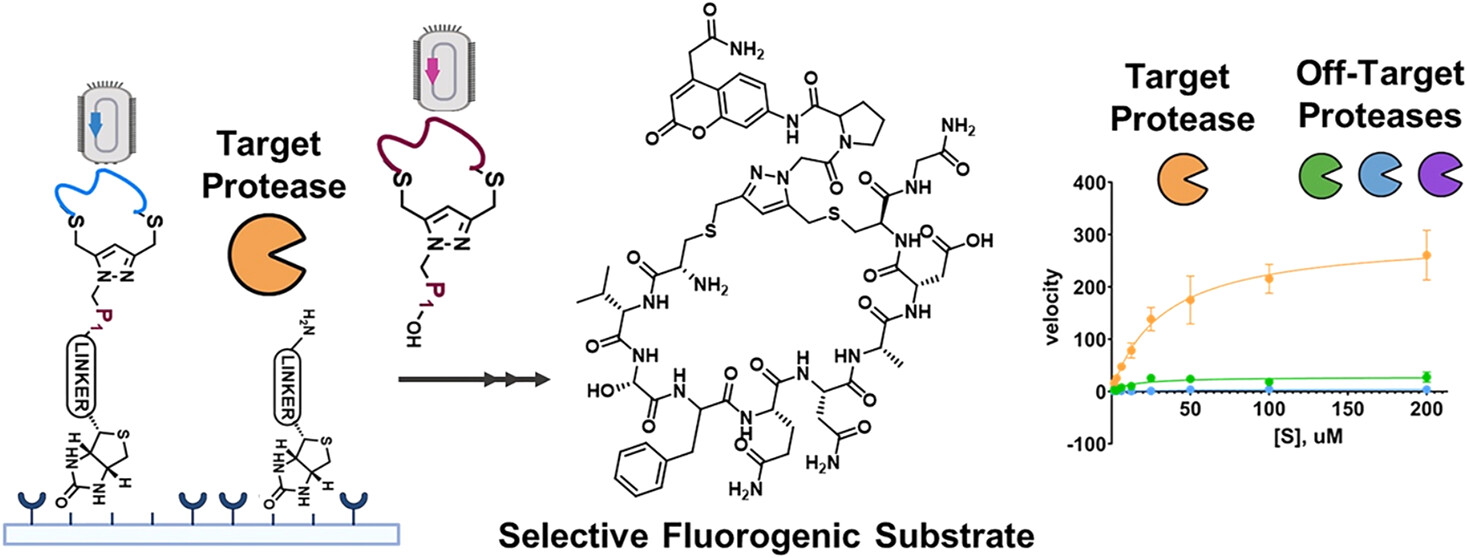 imageslargeja5c044240007 | The Phage Graphical abstract on how phages can be used in detecting substrates that may diagnose cancer and other diseases