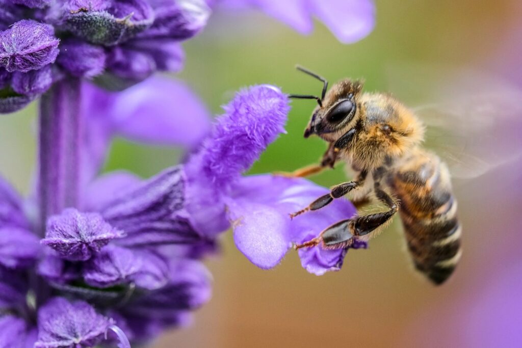 Close up of a honey bee feeding on a purple flower symbolizing the complex microbial Bacterial and viral Phage ecosystems inside the bee gut