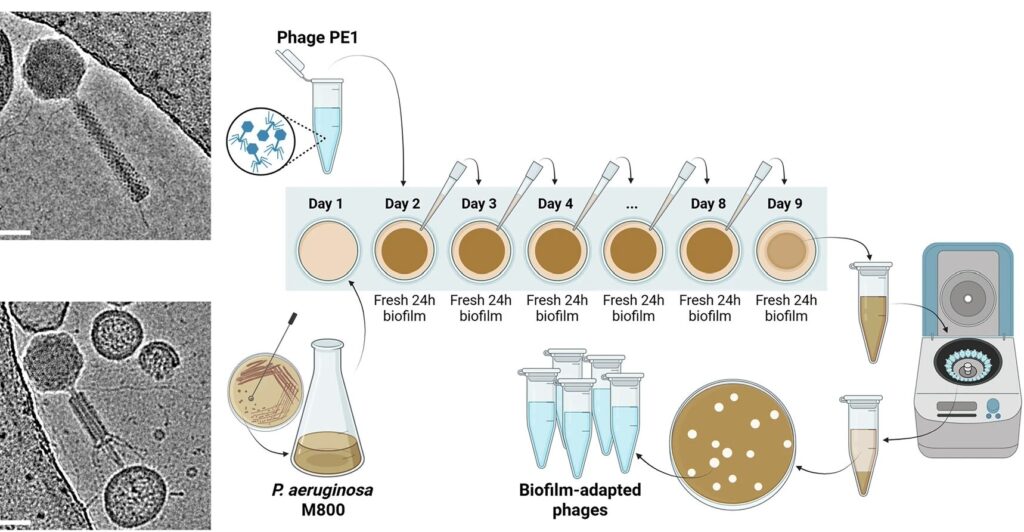 Cryo-TEM images of Pseudomonas phage PE1 particles that was trained to penetrate biofilms