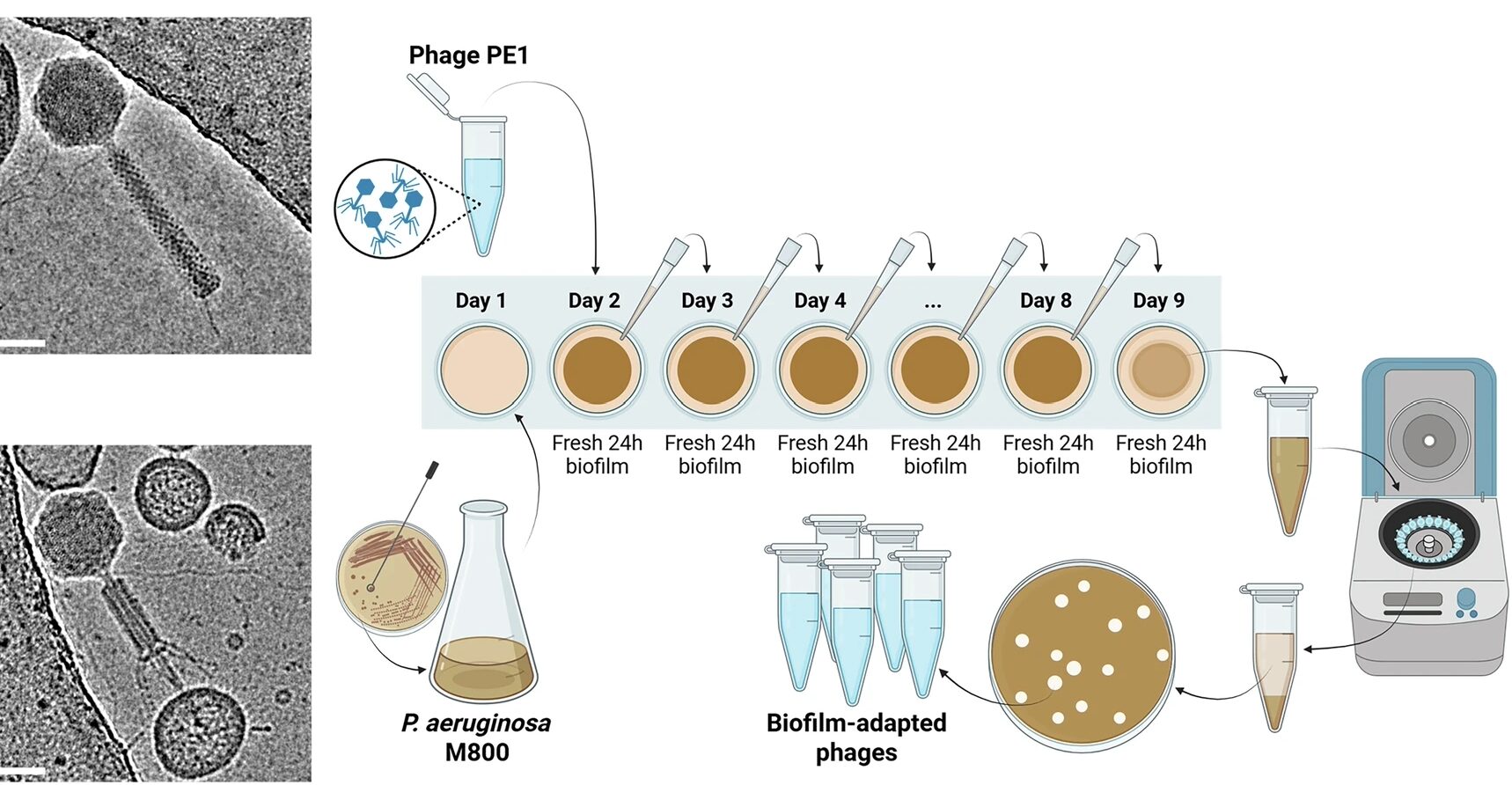 CryoTEM images of Pseudomonas phage PE1 particles | The Phage Cryo TEM images of Pseudomonas phage PE1 particles that was trained to penetrate biofilms