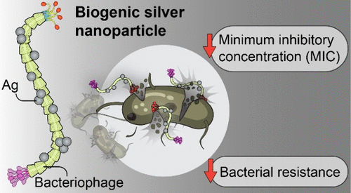 Biogenics silver nanoparticles attached to the M13 bacteriophage infecting bacteria