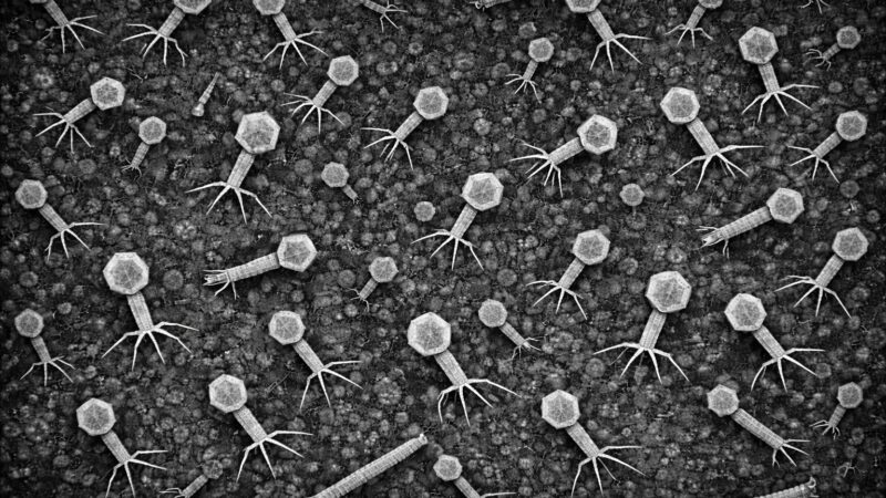 An electronic micrograph of bacteriophage community