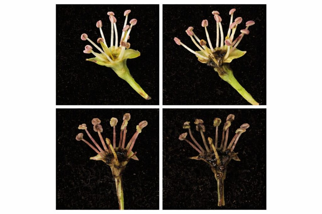 Fire blight progression in pear blossoms