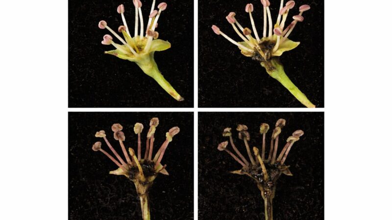 Fire blight progression in pear blossoms