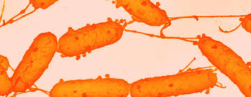 Bacteriophages attaching to the bacteria